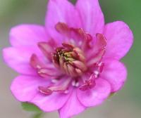 Big double pink flowers and pink petaloid stamens